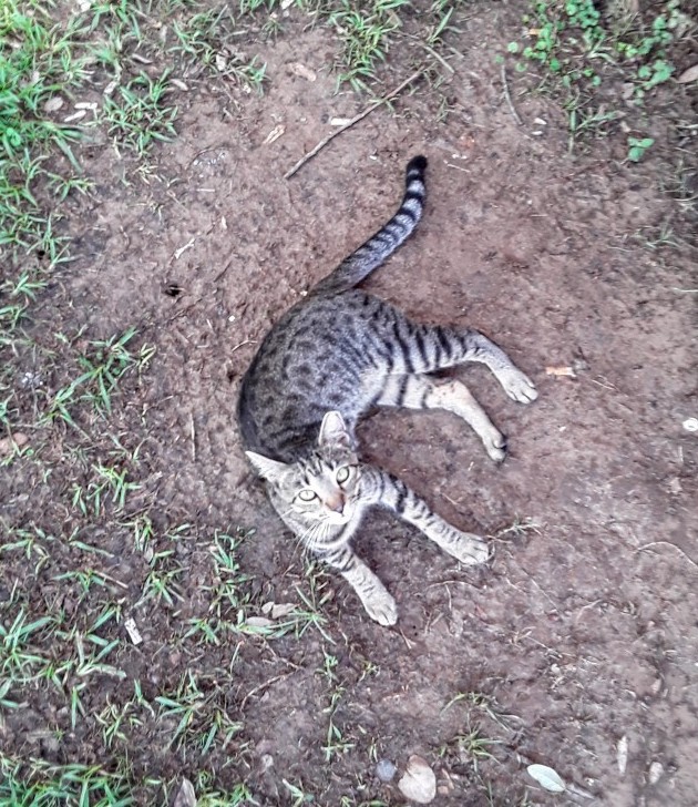 Tabby Cat After TNR