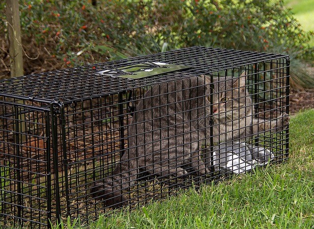 Feral Cat Trapped for TNR by a volunteer