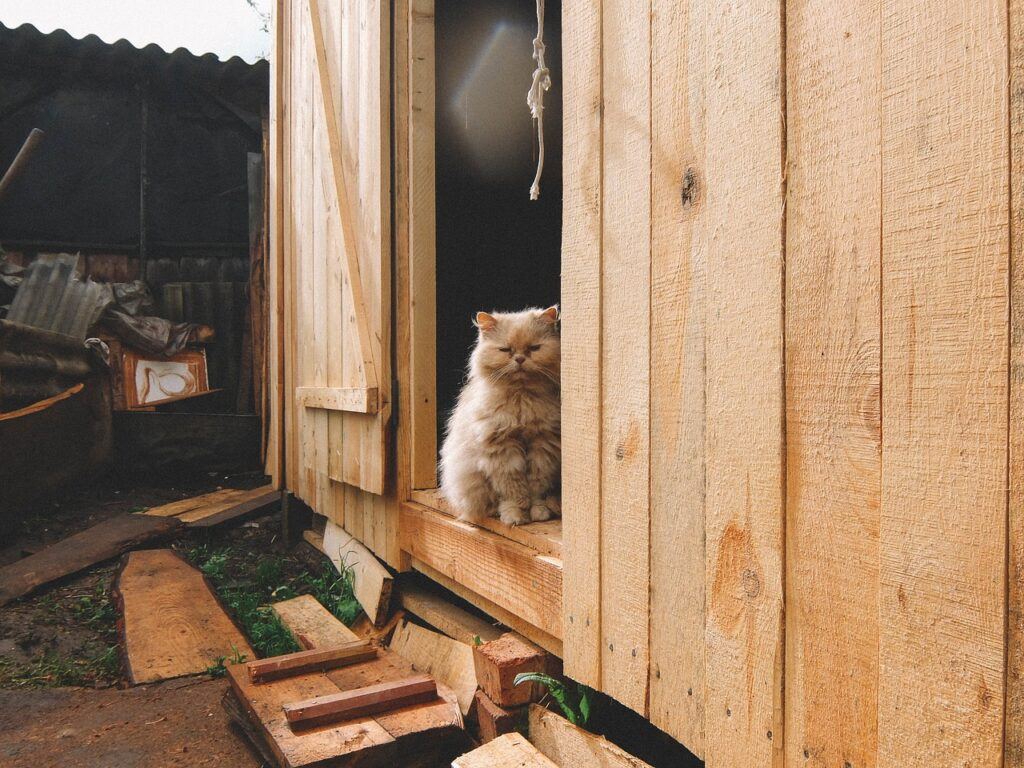 Shop Cat being locked inside for the night!