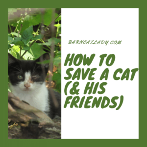 How to Save a Cat (& His Friends)