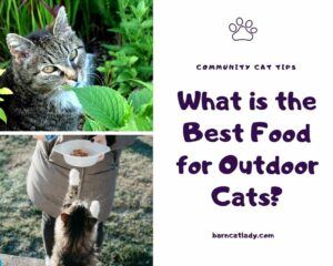 What is the Best Food For Outdoor Cats Graphic