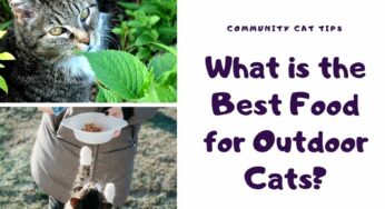 What is the Best Food for Outdoor Cats in 2020?