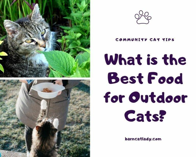 What is the Best Food for Outdoor Cats in 2020? The Barn Cat Lady