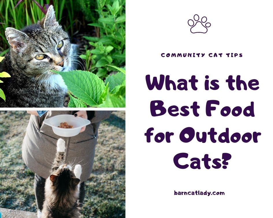 Best cat food on sale for outdoor cats