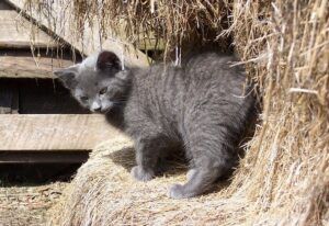 Young Barn Kitten Standing on Hay