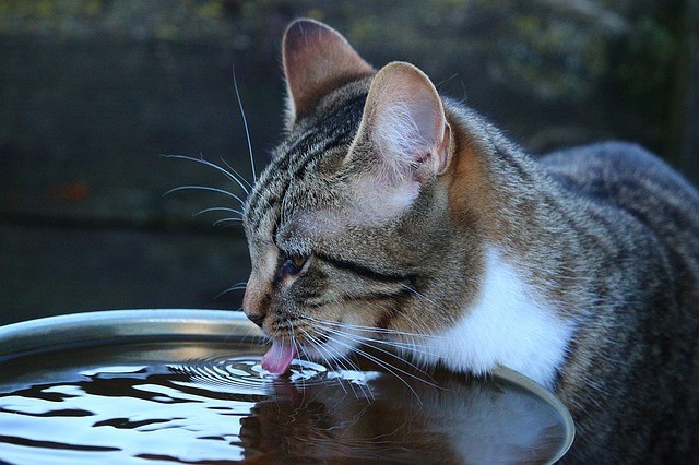 A barn cat lapping water out of a metal bucket