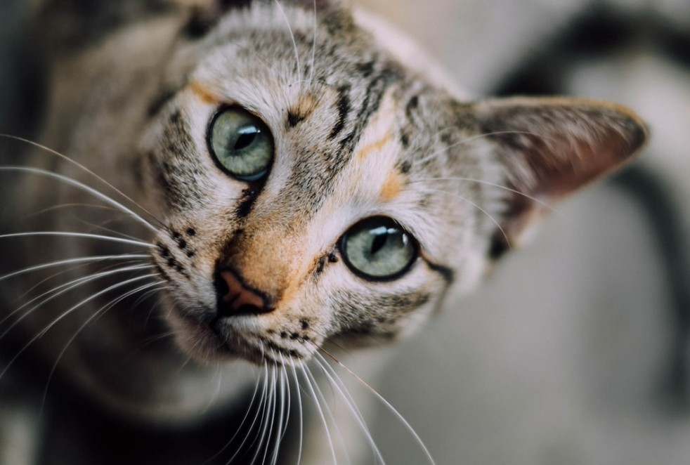 Direct Green Eyed Cat Stare