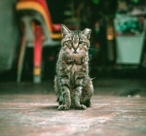 Scruffy Feral Cat with an Eartip