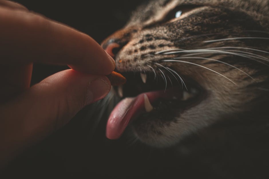 Cat taking a piece of kibble from fingers