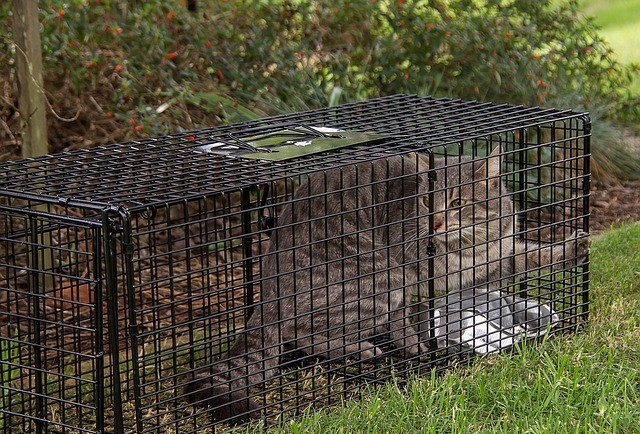 Tabby cat in a live animal trap used for TNR