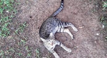 Did You Find a Lost Cat Outside?