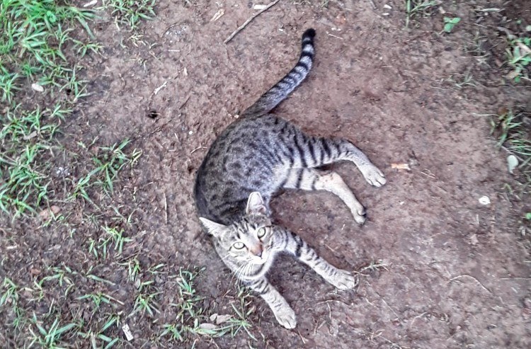 Barn Cat Tweety with his Eartip