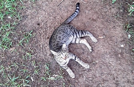 Barn Cat Tweety Enjoying Life