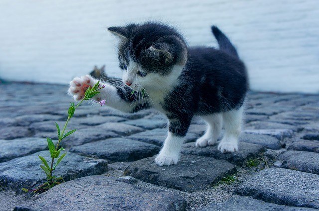 Black and White Kitten Playing with a Plant