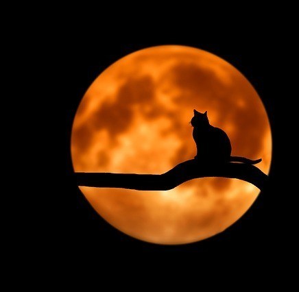 Shadow of a Cat in a Full Moon