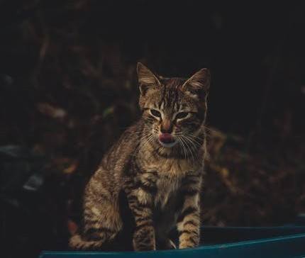 Tabby Cat Licking Chops