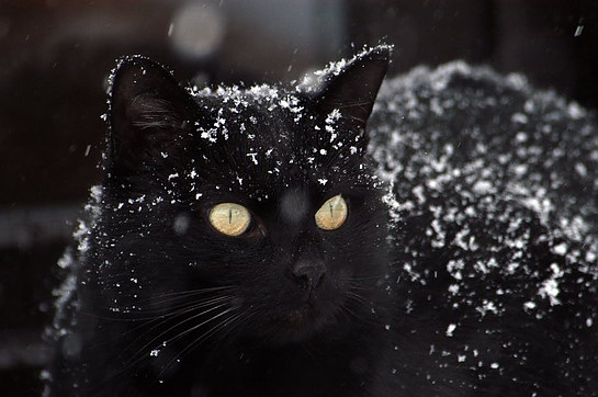 Black Cat Covered by Snow