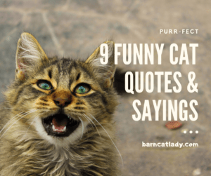 9 Funny Cat Quotes and Sayings – The Barn Cat Lady