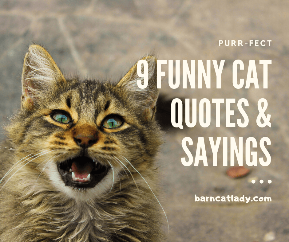 9 Funny Cat Quotes and Sayings Graphic