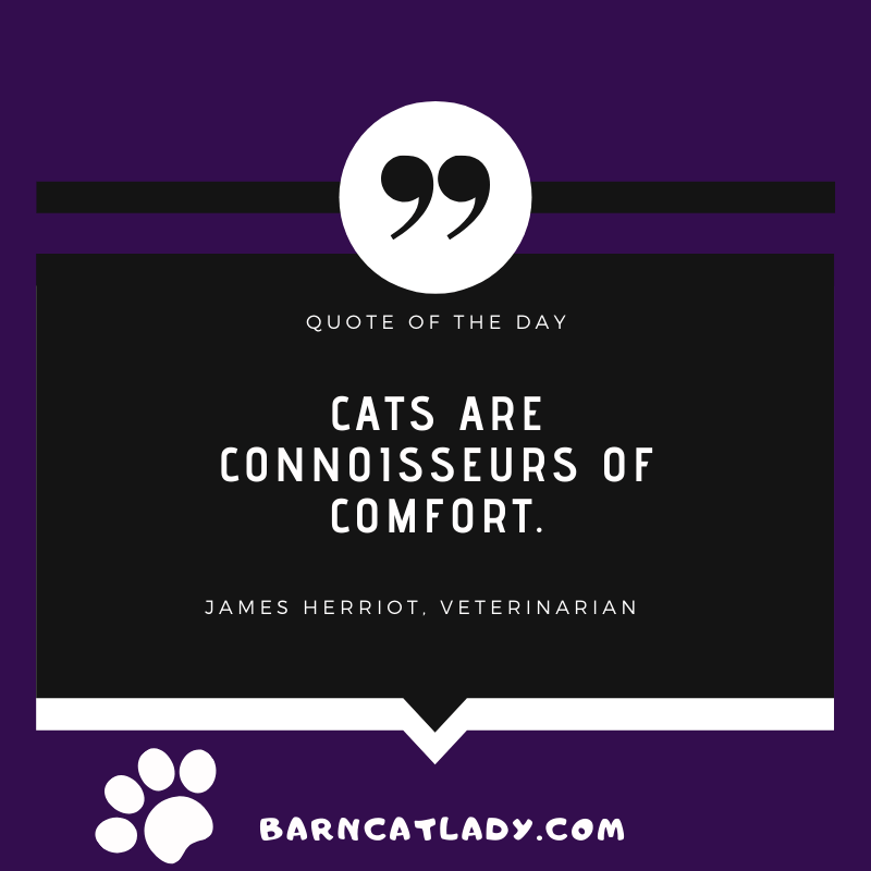 Cats are connoisseurs of comfort quote graphic.