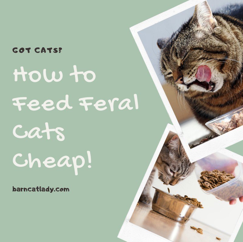 Feral cat automatic feeder sale