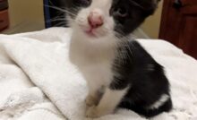Oreo at the Vet