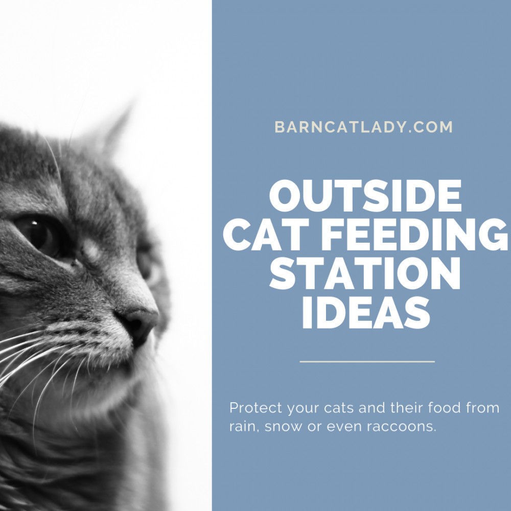 Outside Cat Feeding Station Ideas