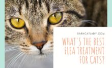 What's the Best Flea Treatment for Cats?