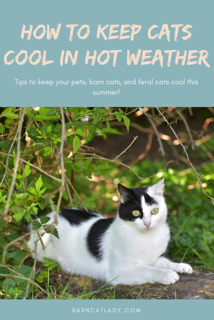 How to Keep Cats Cool in Hot Weather Graphic.