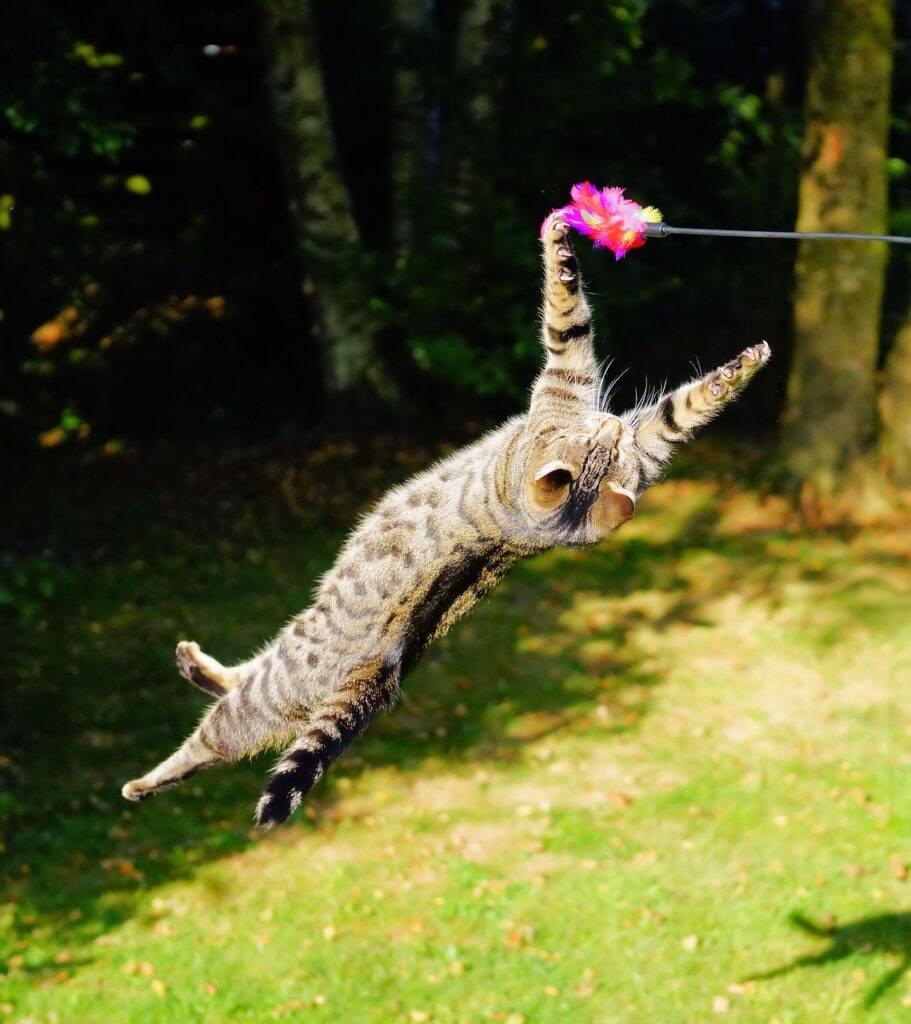 Flying cat chasing a wand toy in the yard.