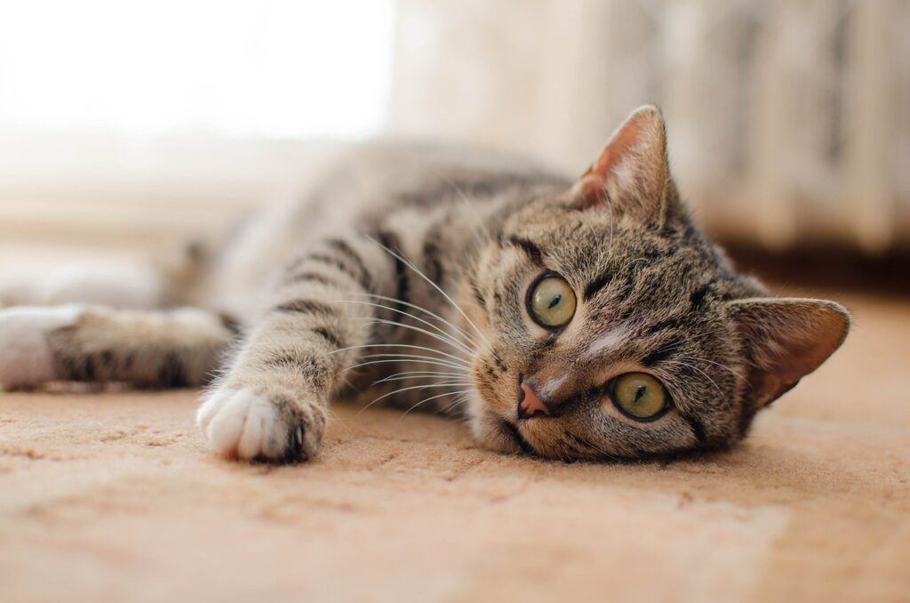 Cat lying down to cool off.