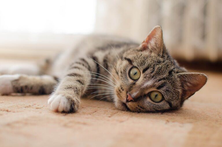 how-to-keep-cats-cool-in-hot-weather-the-barn-cat-lady