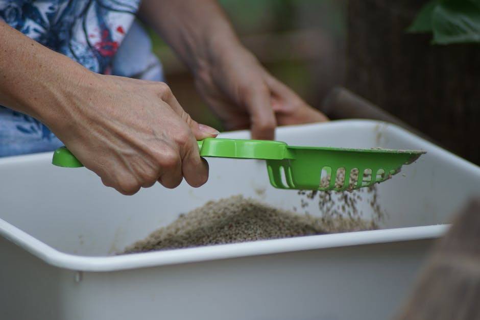 Cleaning a litter box to help stop the spread of coccidia between cats.