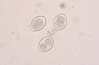 Feline coccidia under a microscope