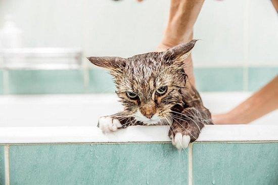 Tabby Cat Unhappy About His Bath