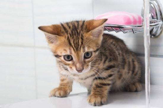 Fearful tabby kitten on the edge of a bathtub.