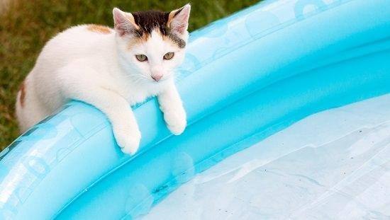 Calico kitten at the edge of the pool