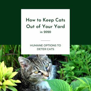 How to Keep Cats Out of Your Yard in 2020 Graphic