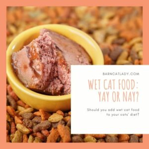 Wet Cat Food: Yay or Nay? Should you add wet cat food to your cats' diet?