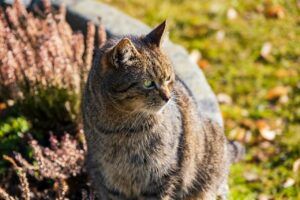 Tabby cat in a yard