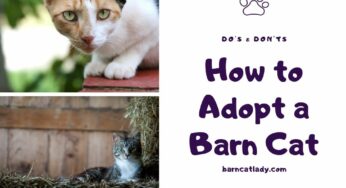 How to Adopt a Barn Cat (Do’s & Don’ts)