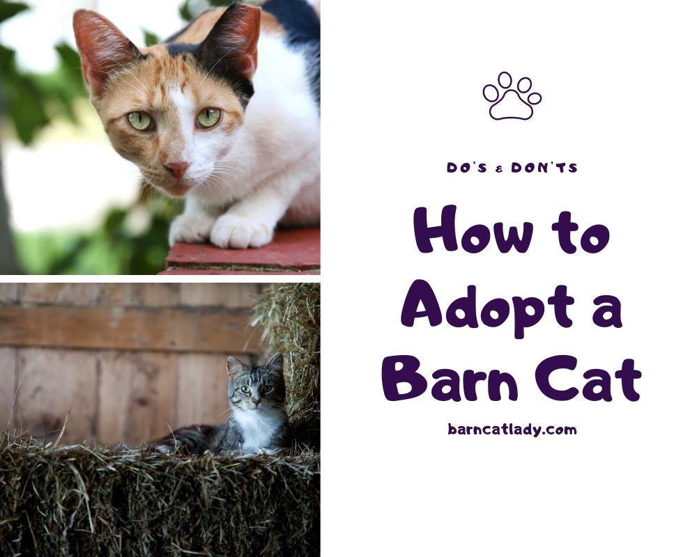 Barn 2024 cat care