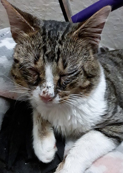 Sick Stubby, a tomcat with scratches on his face.