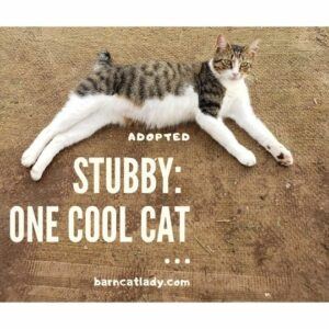 Stubby is One Cool Cat
