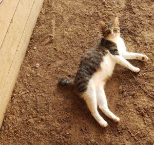 Stubby at the barns, chilling.