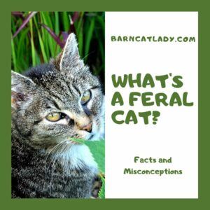 What's a Feral Cat?