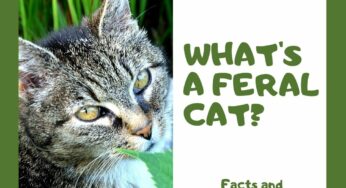 What’s a Feral Cat? [Facts and Misconceptions]