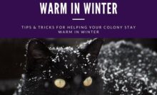 https://barncatlady.com/wp-content/uploads/2020/09/How-to-Keep-Outdoor-Cats-Warm-in-Winter-220x134.jpg
