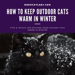 Keeping cats warm in best sale the winter