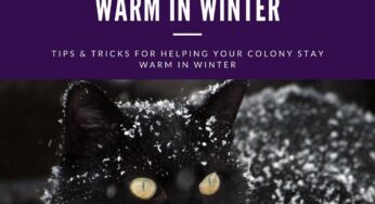 How to Keep Outdoor Cats Warm in Winter